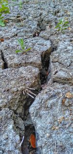 Close-up of water flowing through rocks in forest