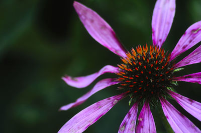 Close-up of purple flowering plant