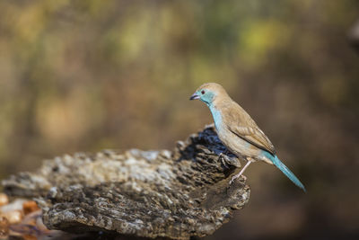 Close-up of bird perching on wood