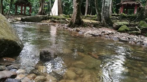 Scenic view of river in forest