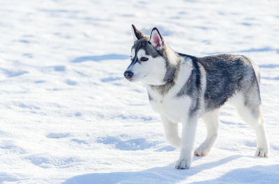 Dog standing on snow covered land