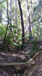 Trees in forest