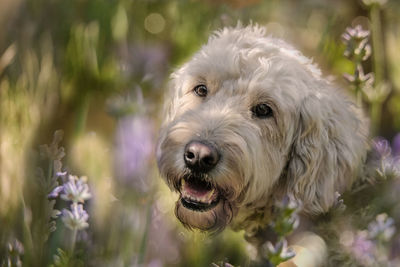 Close-up portrait of a dog