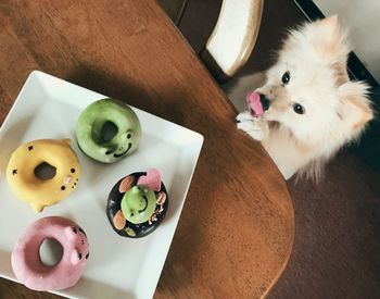 High angle view of cat on table