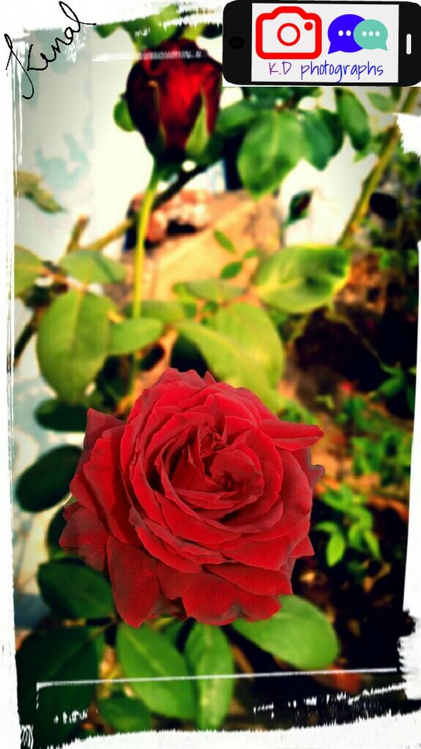 freshness, flower, transfer print, red, close-up, auto post production filter, focus on foreground, petal, indoors, rose - flower, growth, fragility, flower head, leaf, nature, beauty in nature, no people, plant, bouquet, day