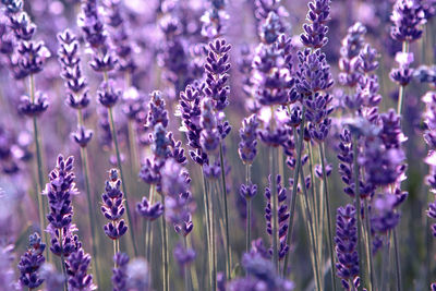 Lavender flower field at sunset rays