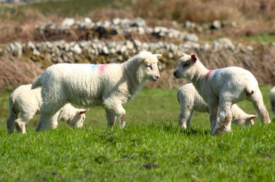 Sheep in a field