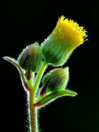 Close-up of cactus flower against black background