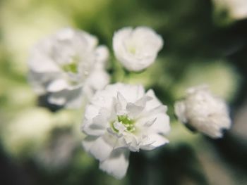 Close-up of white flowering plant