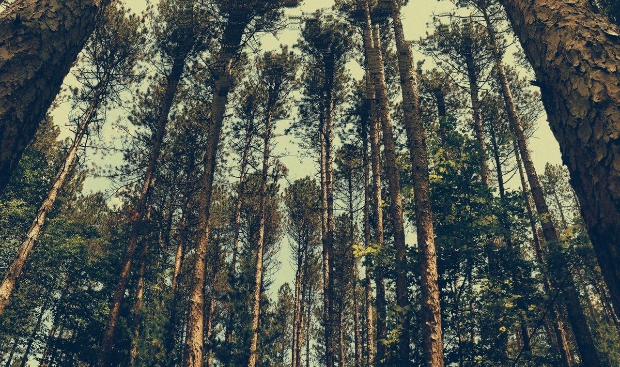 tree, tree trunk, low angle view, growth, tranquility, forest, nature, woodland, beauty in nature, tranquil scene, branch, scenics, sky, tall - high, day, outdoors, no people, non-urban scene, idyllic, clear sky