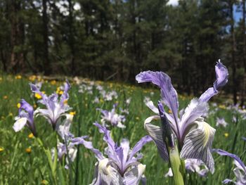 Close-up of purple flowers