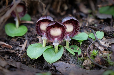 Close-up of mushroom growing on field