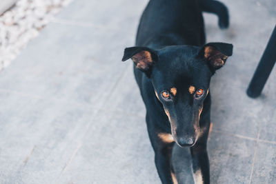 High angle view of dog standing on footpath