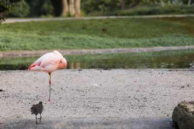 Bird standing in a field