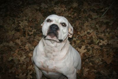 Portrait of dog sitting outdoors