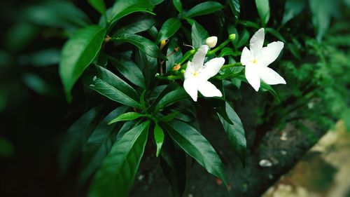 Close-up of flower blooming outdoors