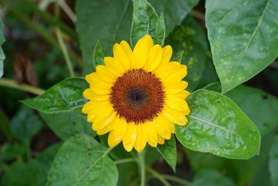 Close-up of sunflower