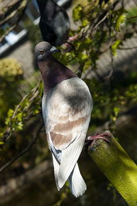 Wild pigeon in blessington park in dublin 