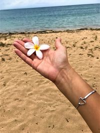 Cropped hand of woman holding frangipani at beach