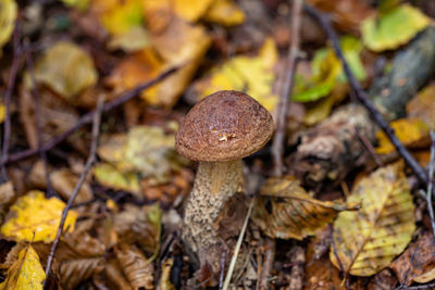 Close-up of mushroom growing on field