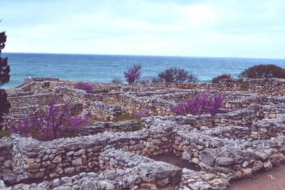 Flowers growing by sea against sky