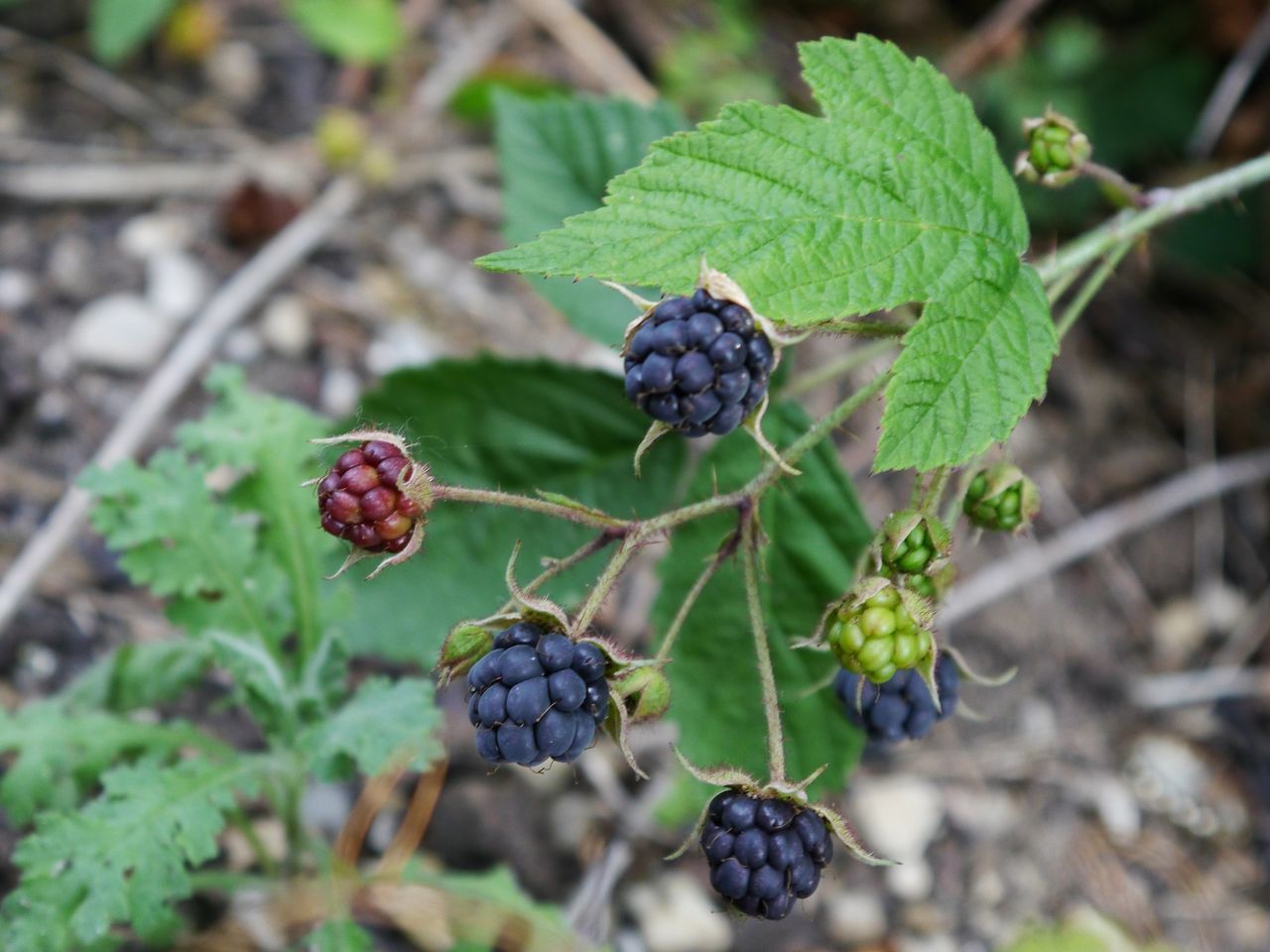 Strawberryplant