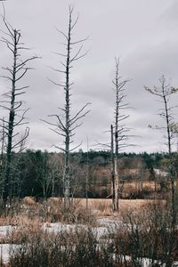 Bare trees on field against sky