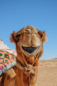 Close-up of a dromedary camel in the desert, kysylkum desert, uzbekistan