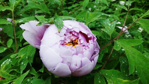 Close-up of pink flower