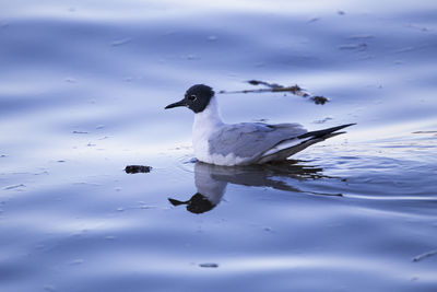 Duck swimming in a lake