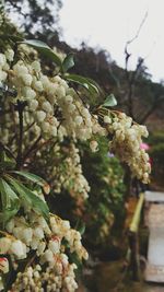 Close-up of white flowering plant