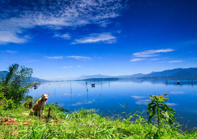 View of lake against blue sky