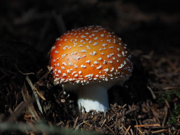 Close-up of fly agaric mushroom on field