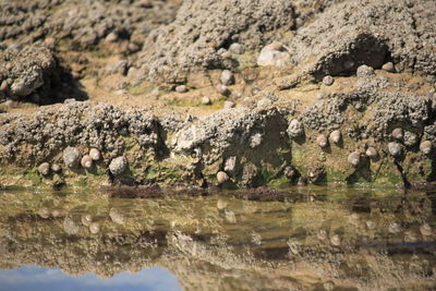 Close-up of sheep on rock by water