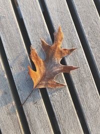 High angle view of dry leaf on metal bench