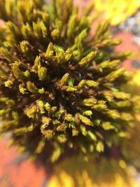 Close-up of yellow plant