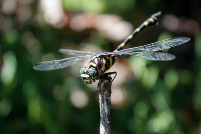 Large dragonflies stand on wooden branches