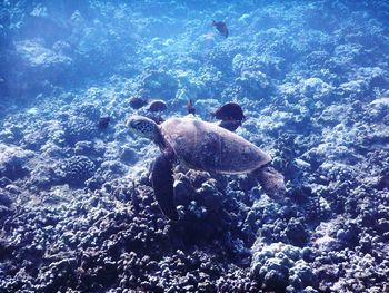 Jellyfish swimming in sea