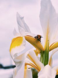 Close-up of bee on flower