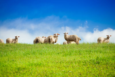 Sheep in a field