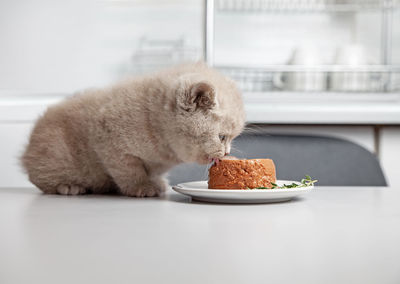 Kitten eats canned gourmet pet food from plate on grey kitchen table, selective focus