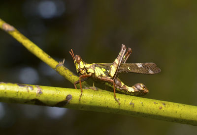 Close-up of grasshopper