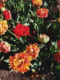 High angle view of red roses on plant