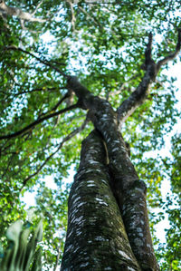 Low angle view of tree in forest against sky