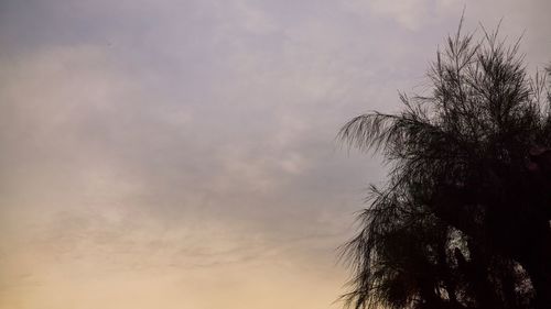 Low angle view of tree against sky