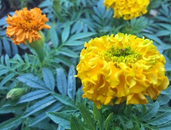 Close-up of yellow flower