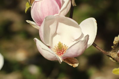 Close-up of white flowering plant