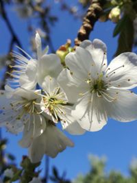 Close-up of white cherry blossom tree