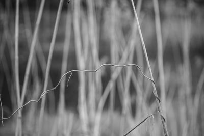 Close-up of dry leaf on field