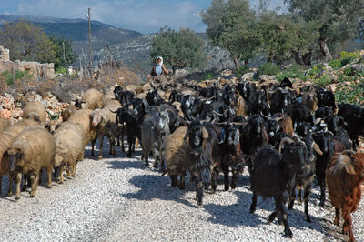 Farmer with goats walking on road